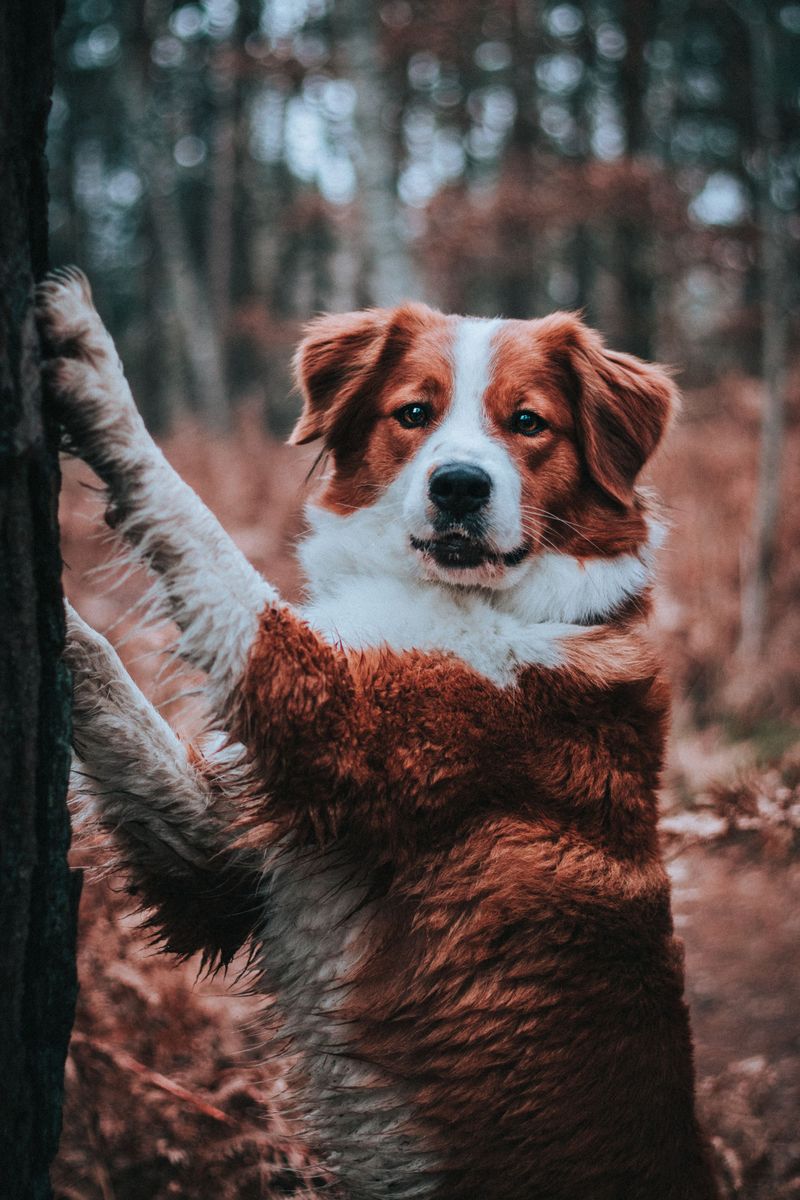 One day they're the new dog - Then somehow every family memory seems to include them 11 Brittany