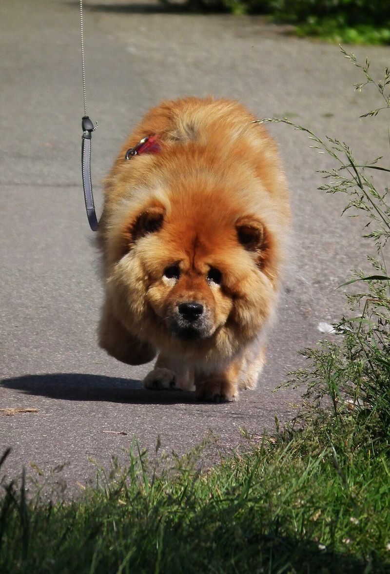 10 dog breeds that can find even ordinary alone time challenging - plus 3 that cope more easily 13 Chow Chow