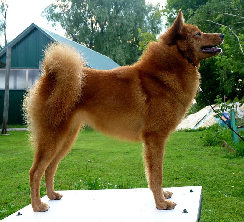 13 Dog Breeds with the Most Inquisitive and Wonderfully Curious Personalities 10 Finnish Spitz