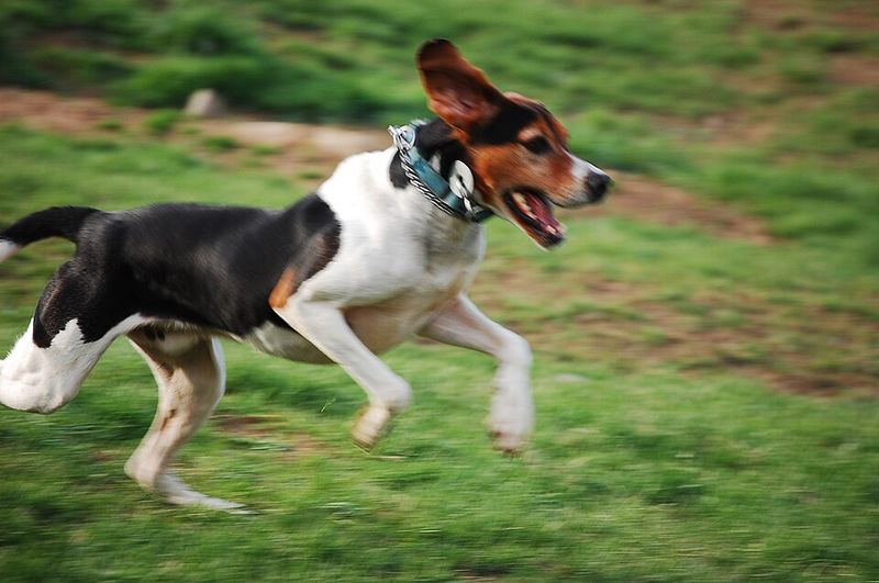 Treeing Walker Coonhound