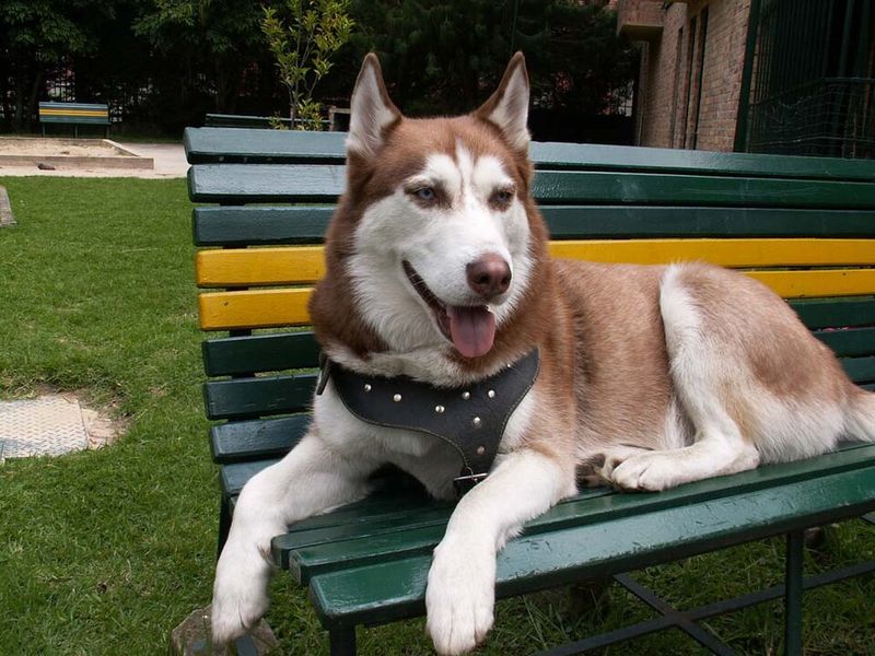 Before choosing these dog breeds, understand how much care actually comes with them 9 Siberian Husky