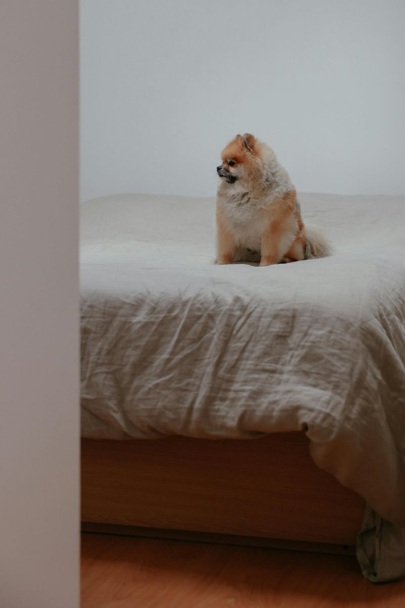 17 dog breeds that can turn an ordinary blanket into their entire personality for the day 14 Pomeranian