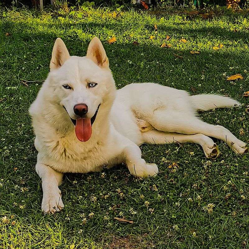 22 White Dog Breeds Recognized for Their Elegant Appearance 12 Siberian Husky (White Coat Variant)