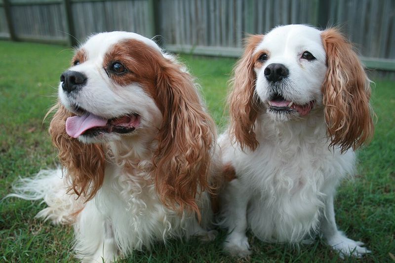 10 shelter dogs people keep passing by, plus 4 everyone wants instantly 15 Cavalier King Charles Spaniel