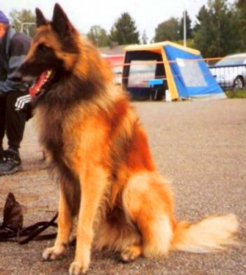 20 dog breeds that still feel fresh, exciting and underrated compared to the usual favorites 12 Belgian Tervuren
