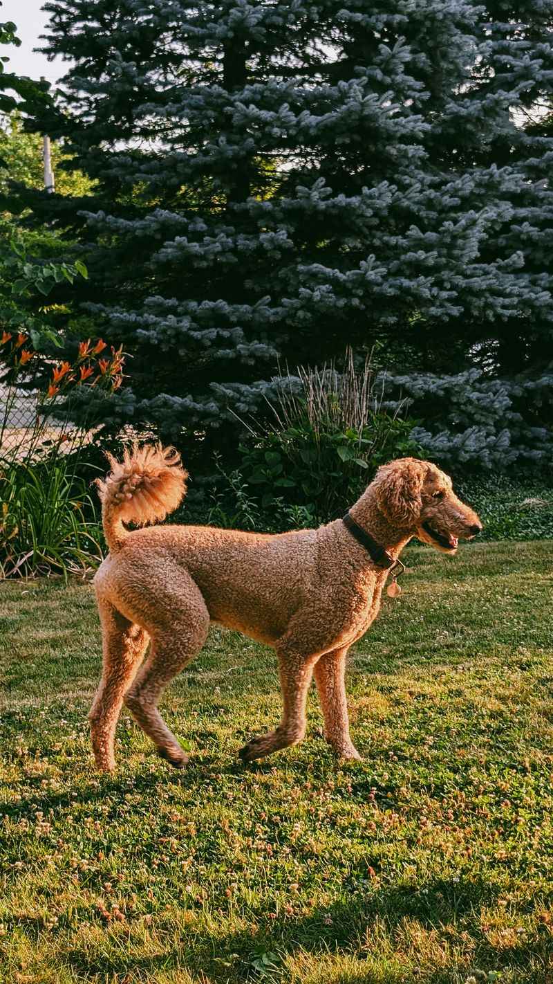 Owners are constantly amazed by how emotionally aware these 12 dog breeds can be 5 Standard Poodle