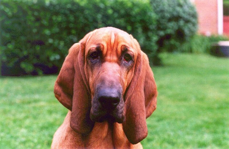 Bloodhound