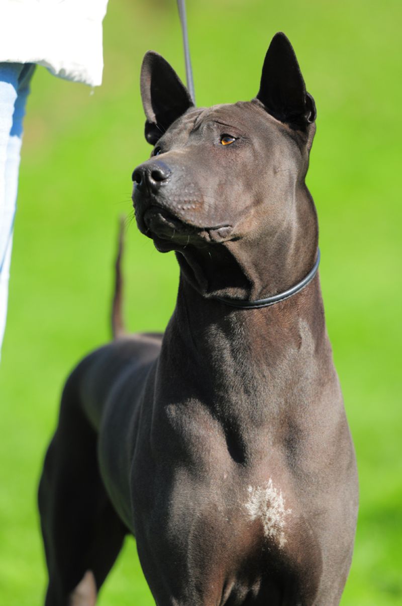 28 Dog Breeds That Demand Patience, Skill, and Leadership 21 Thai Ridgeback
