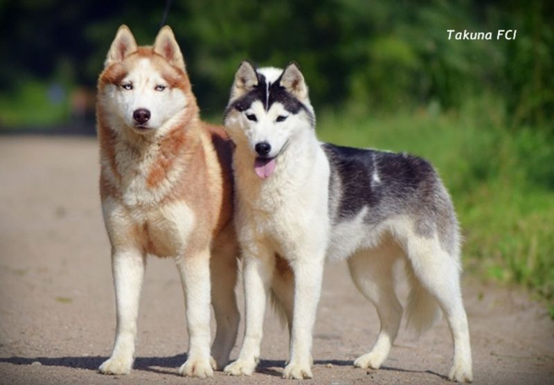 Siberian Husky: The Escape Artist