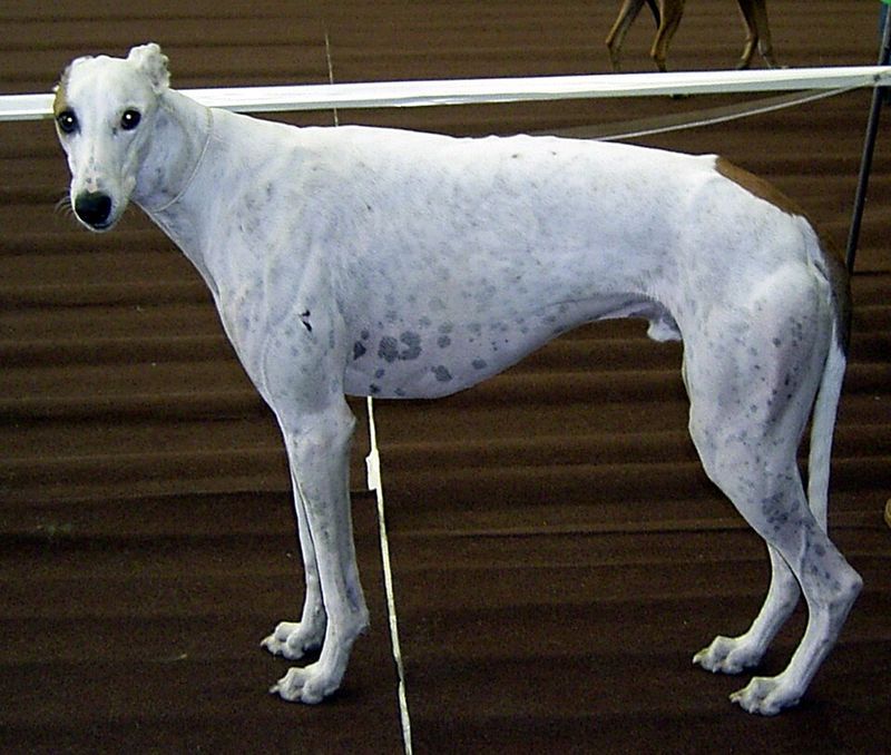 Some dog breeds don't fill the room with excitement - they fill it with reassurance 7 Greyhound