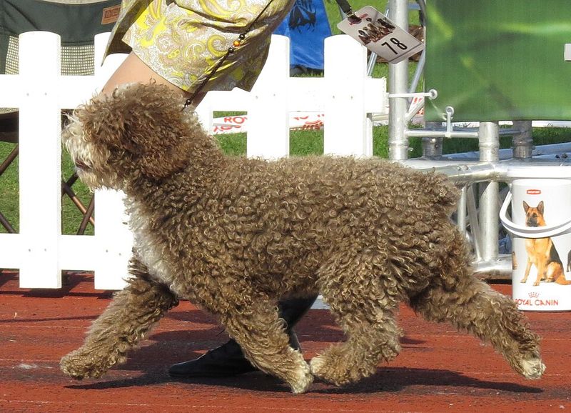 Spanish Water Dog