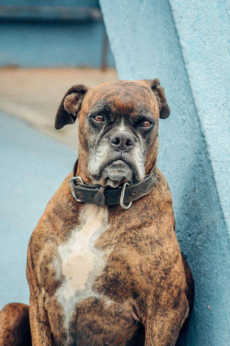 28 Friendly Dog Breeds That Thrive on Human Connection 13 Boxer