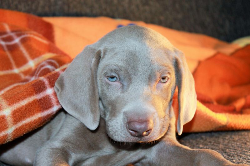 Weimaraner Puppy