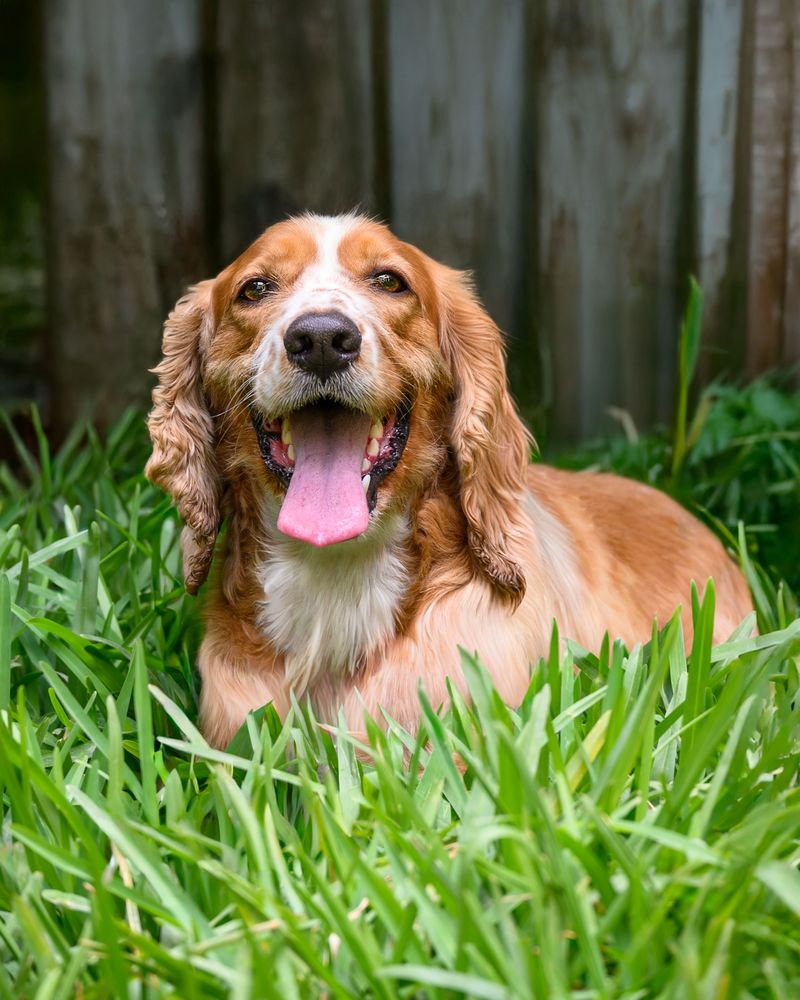 Some dog breeds form such deep bonds that goodbyes never get easier 12 English Cocker Spaniel