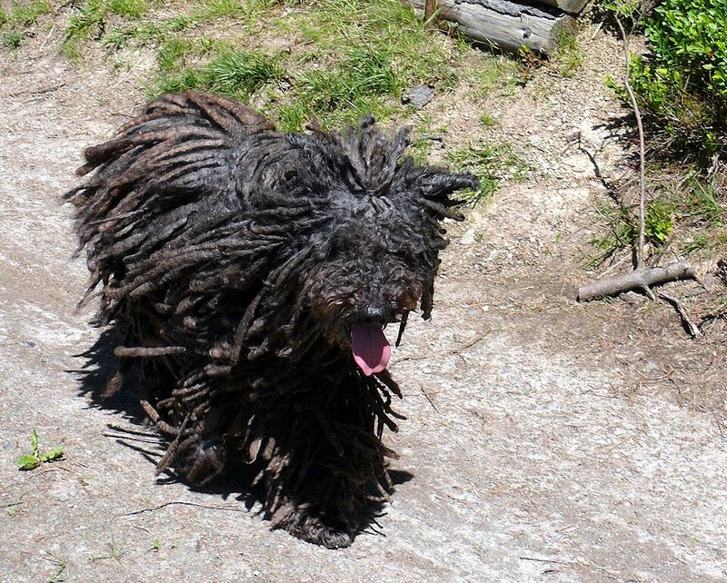 Puli