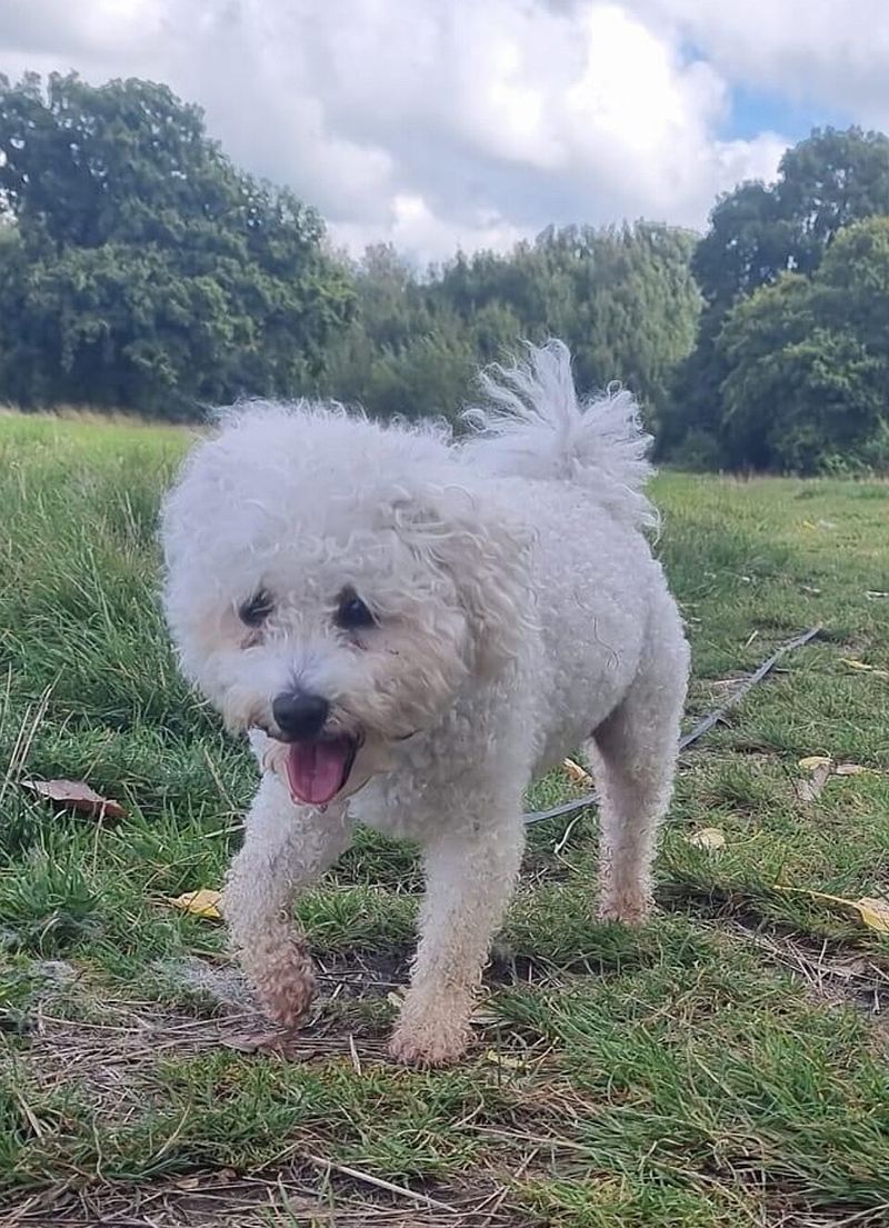 “Hypoallergenic Dogs” Claims Are Getting Fact-Checked Hard - 13 Breeds People Fight About Most 11 Bolognese