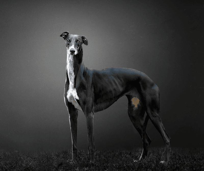 26 Dog Breeds Recognized for Their Unmistakable Vocalizations 3 Greyhound