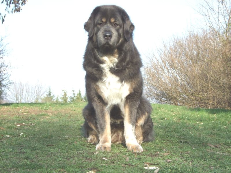 26 Bulldog Breeds Recognized for Their Strength and Endurance 24 Bandog