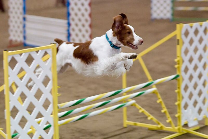 Brittany Spaniel