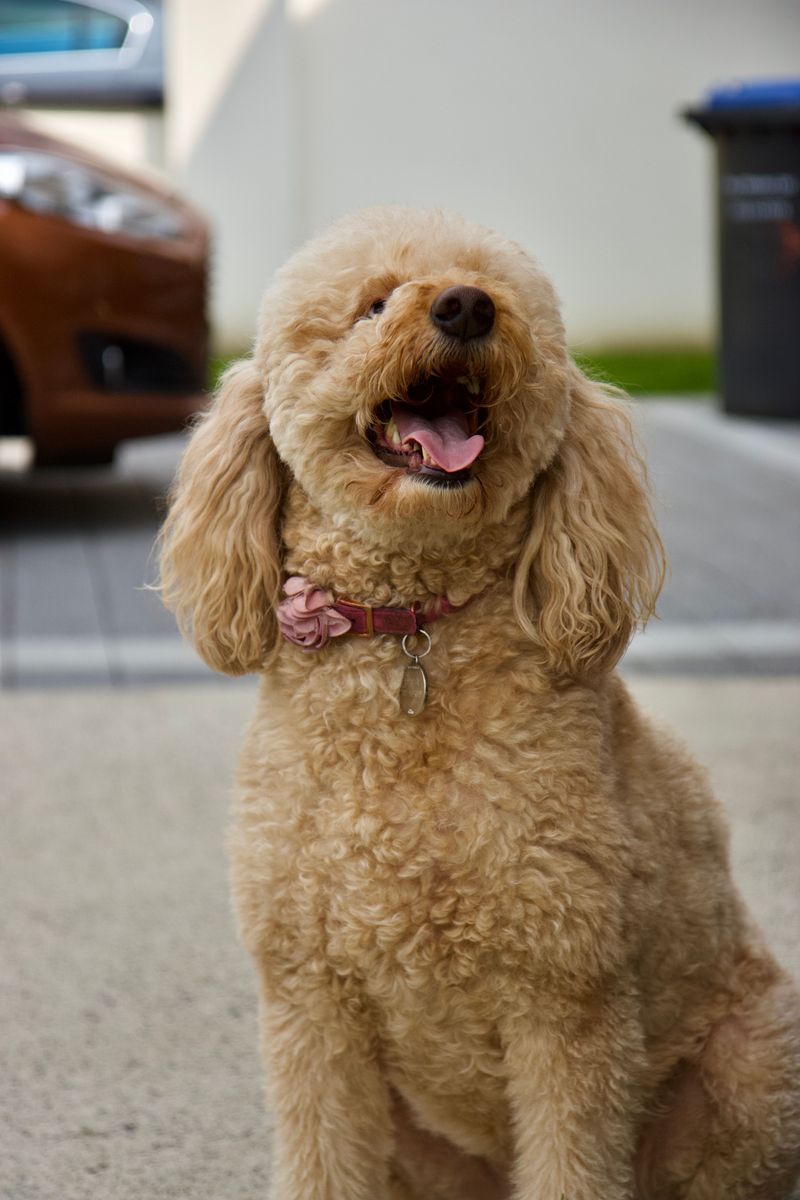 13 classic dog breeds that could make you forget the latest puppy trends - plus 2 old favorites worth rediscovering 8 Poodle