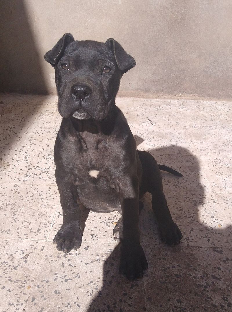 Cane Corso