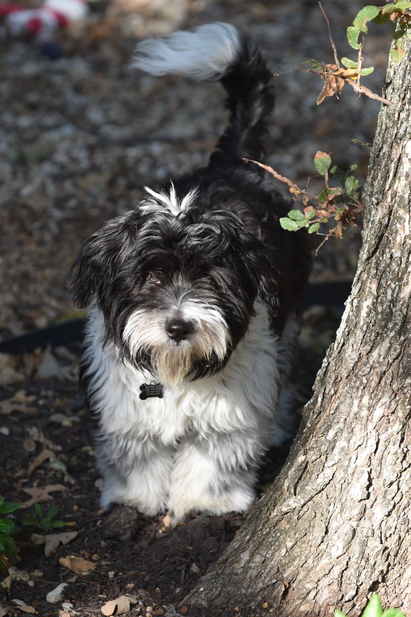 Once these dog breeds become part of your life, you'll rarely walk through the house alone 4 Havanese