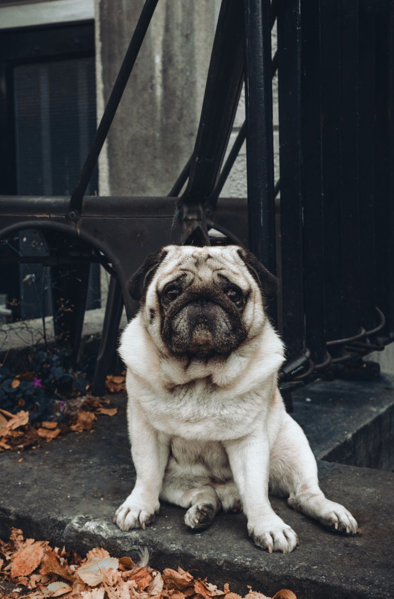 Pug