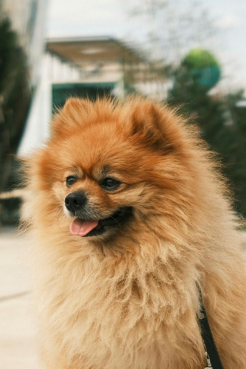 Pomeranian