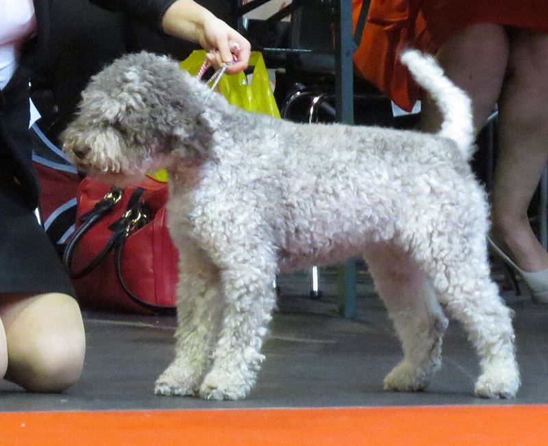 Lagotto Romagnolo