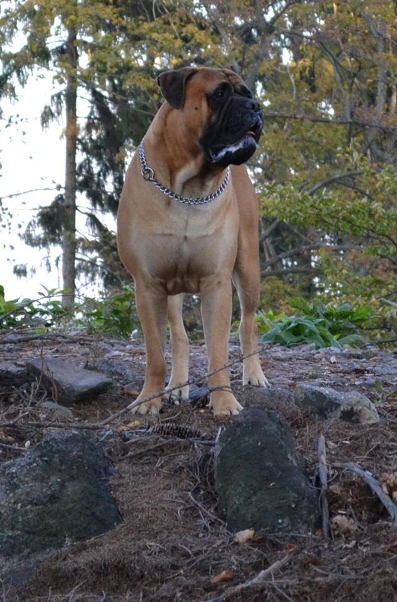 11 dog breeds that may tell you someone is nearby without barking once - if you know where to look 9 Bullmastiff