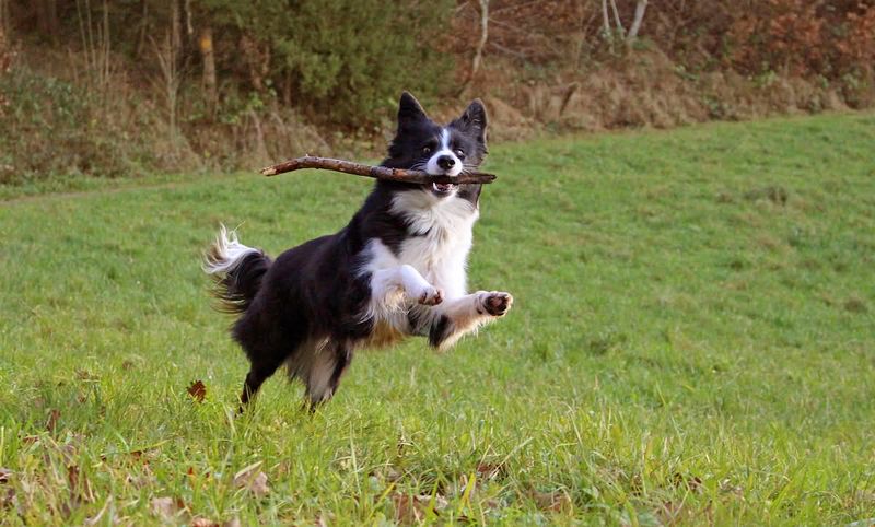 19 Emotionally Sensitive Dog Breeds That Need Constant Companionship 3 Border Collie