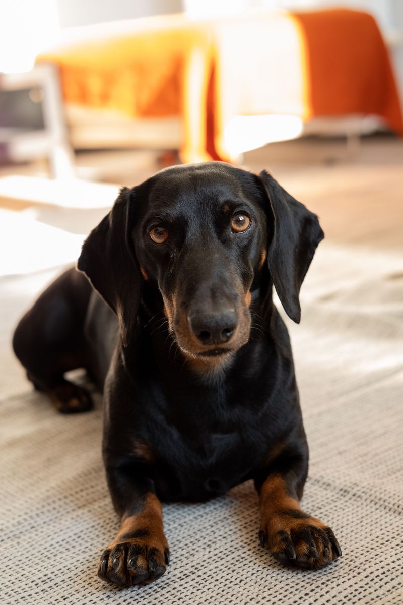 From dramatic reactions to clever routines, these dog breeds sometimes seem almost human 3 Dachshund