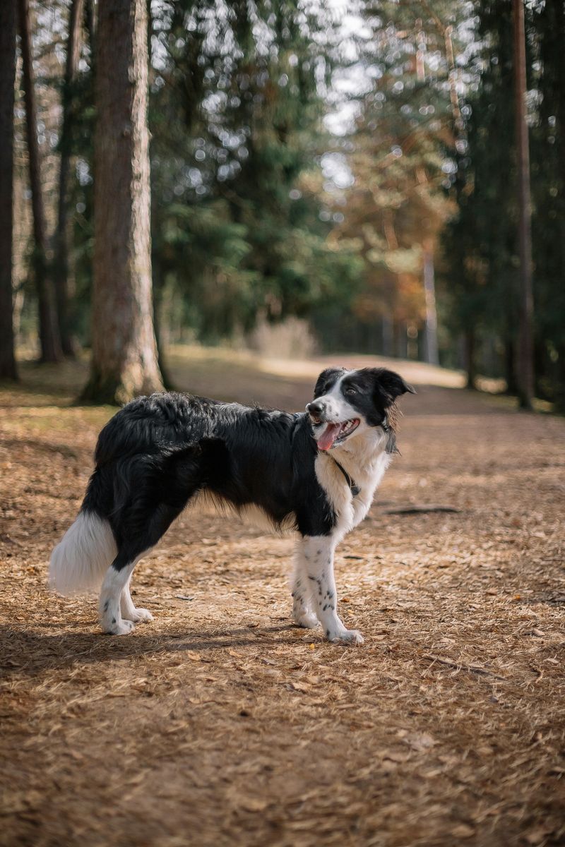 Ancient Working Roots Still Show Today - 14 Breeds That Haven’t Lost Their Original Instincts 11 Border Collie