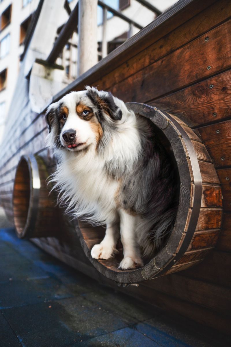 These 11 dog breeds hear the doorbell before everyone else - and make sure you do too 9 Australian Shepherd