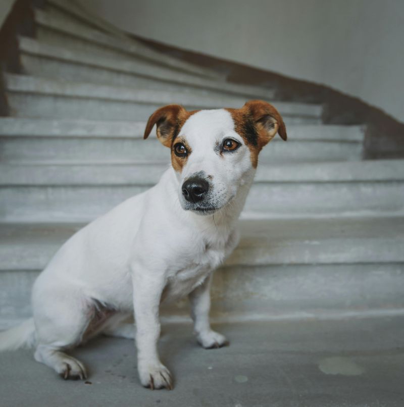 Jack Russell Terrier
