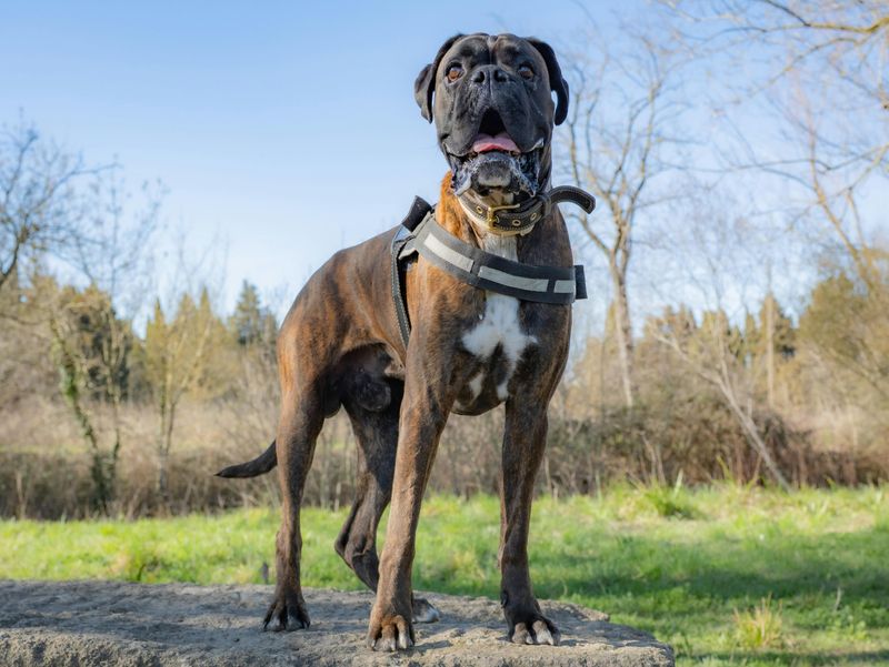 16 Protective Dog Breeds Families Trust to Guard the Home 6 Boxer
