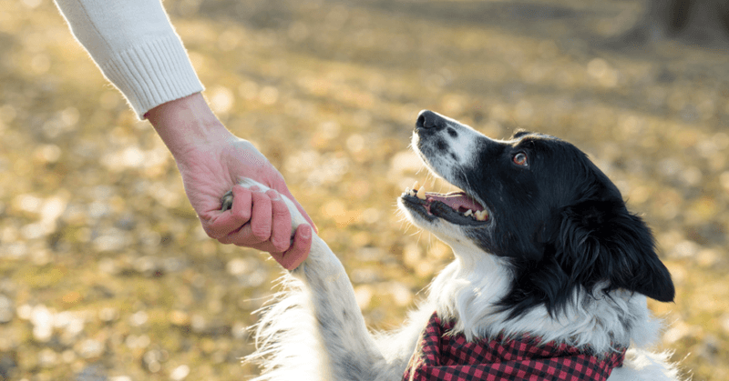 Responds to Their Name