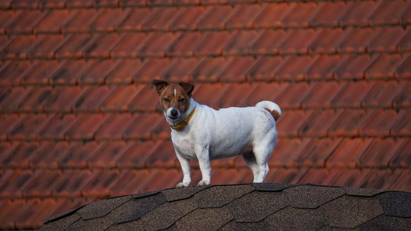 These 10 dog breeds often struggle in ordinary homes - plus 4 that look easier than they are 8 Jack Russell Terrier