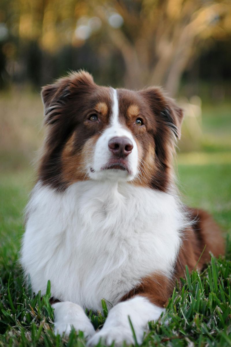 12 perfectly balanced dog breeds that relax beautifully at home and explode with energy outside 10 Australian Shepherd