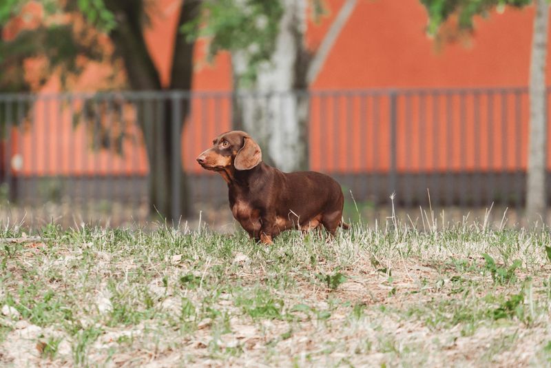 Dachshund