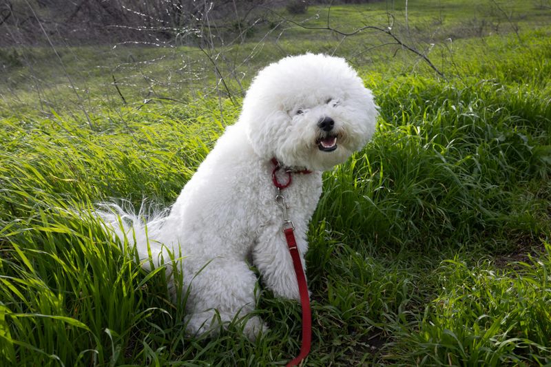 28 Trustworthy Dog Breeds Known for Their Unshakable Loyalty 27 Bichon Frise