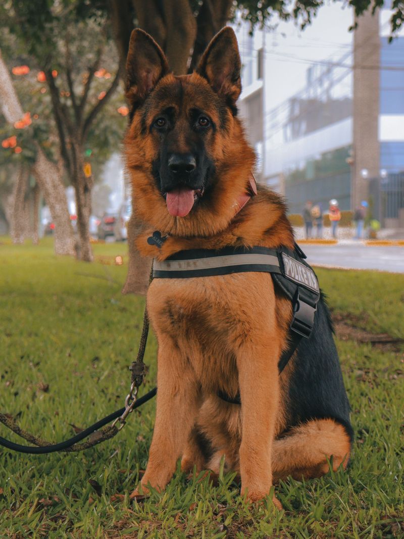 Think your dog has forgotten you're on a walk? Its nose may simply have found a story you can't access 10 German Shepherd - Focused analyst, not a drifter