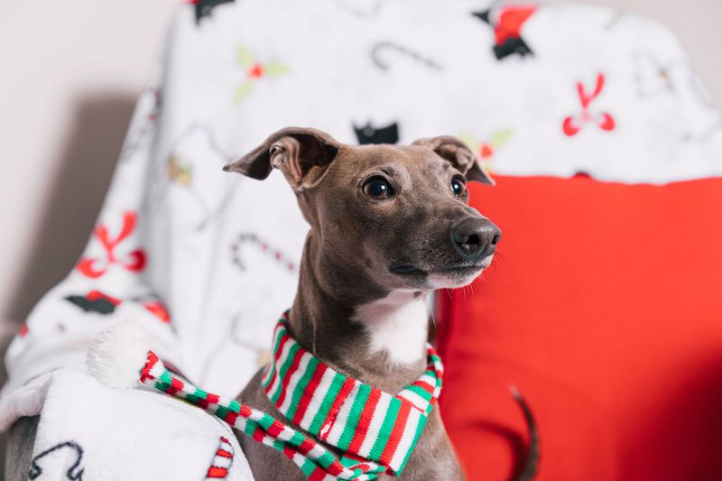 For these dog breeds, staying nearby isn't a habit - it's how they maintain connection 5 Italian Greyhound
