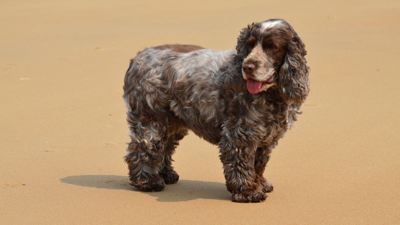 Some dog breeds seem to know exactly when their favorite person needs company 8 English Cocker Spaniel