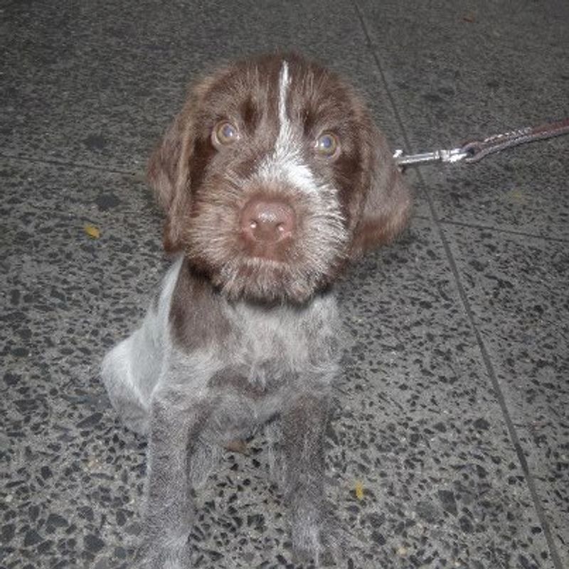 German wirehaired pointer