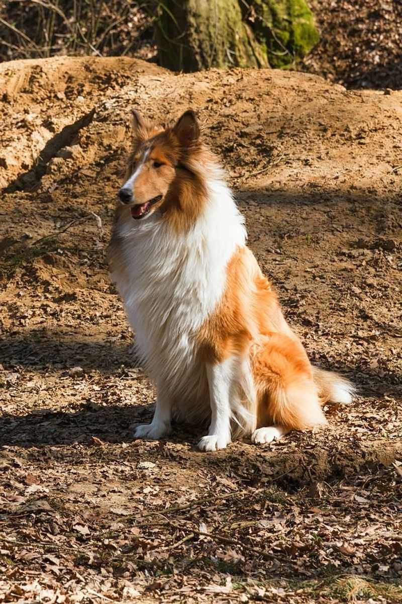 Collie