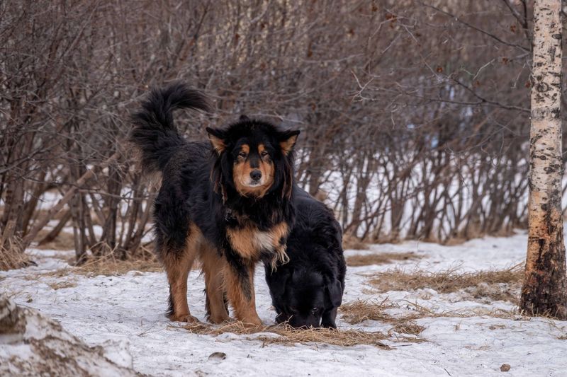 These giant balls of fur can stop strangers in their tracks - and their personalities keep people interested 6 Tibetan Mastiff