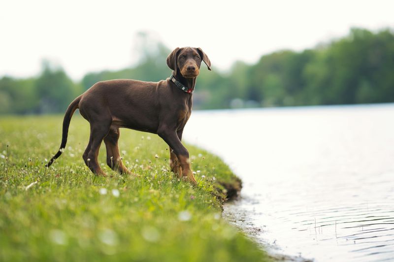 10 dog breeds that make clean living much easier than expected 7 Doberman Pinscher