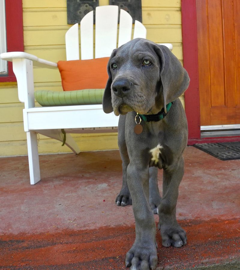 How much would you pay for a puppy? These breeds can push that answer surprisingly high 13 Great Dane