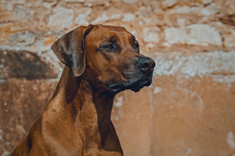 Rhodesian Ridgeback